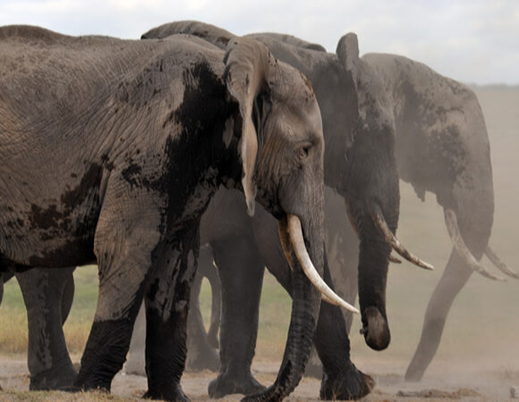 Elephant
