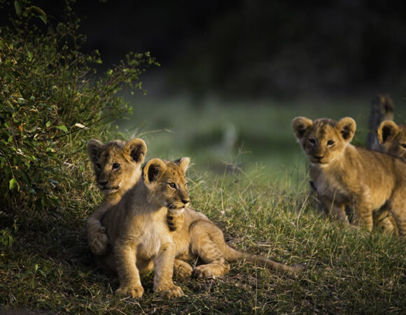 Lions