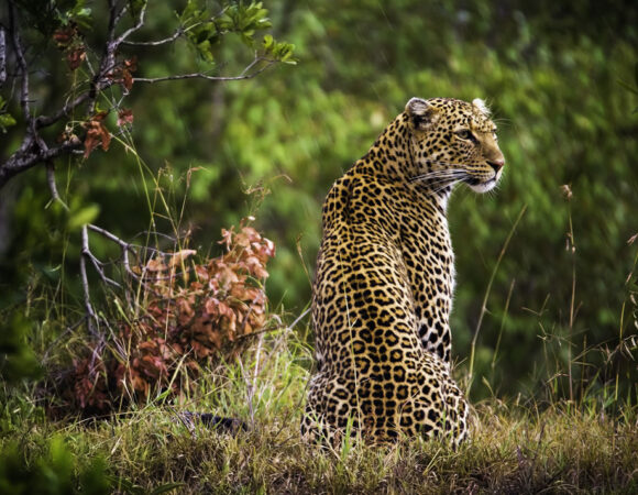 6 Days Road safari 