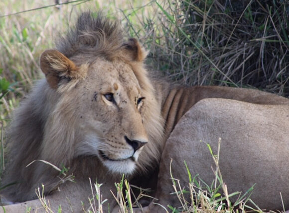 Lions