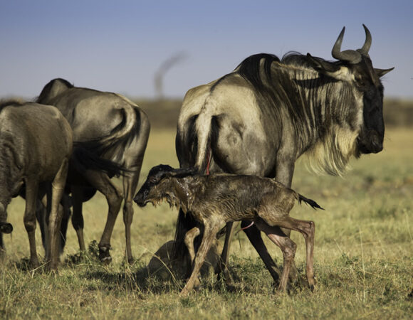 wilde beest 