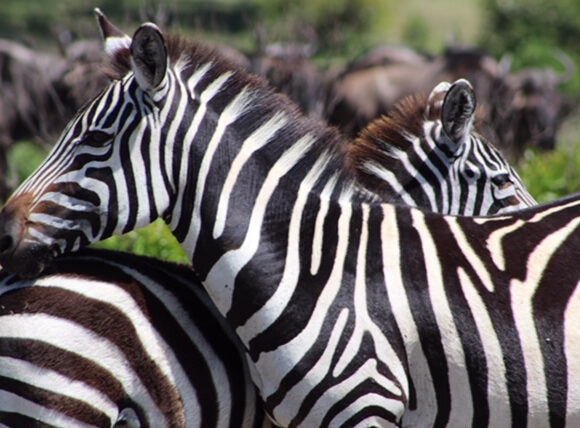 Zebras