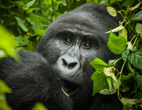 Gorilla Experience